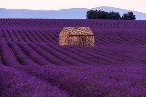 Psicología del color: Morado