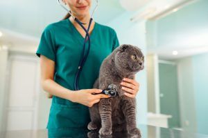 Woman veterinarian examining cat on table in veterinary clinic. Medicine treatment of pets.